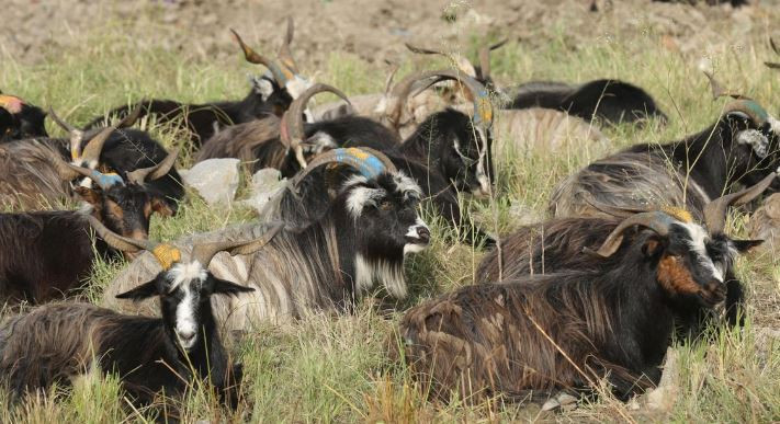 भेडाच्याङ्ग्रा बेचेर मुस्ताङमा भित्रियो साढे ३६ करोड