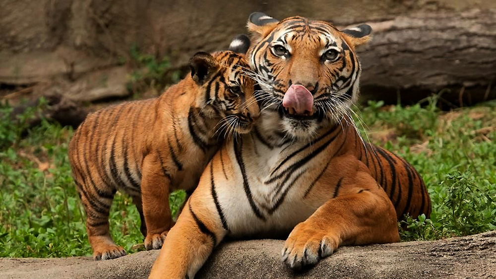 बाघ संरक्षणको अर्को चरण : २३ सय क्यामराबाट गणना आजदेखि